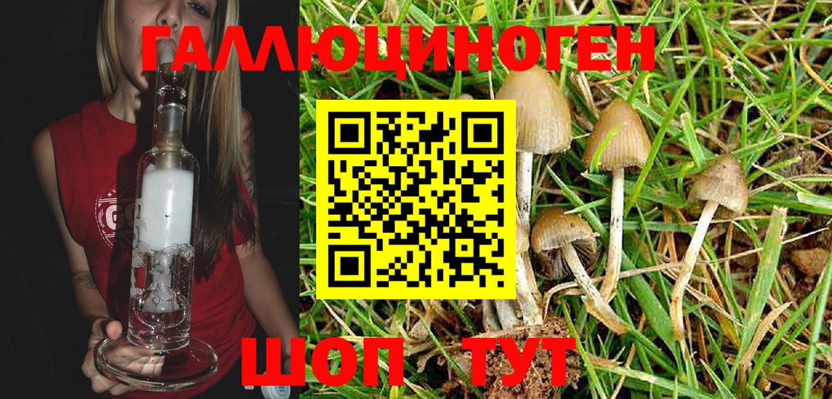 Псилоцибиновые грибы GOLDEN TEACHER Гай